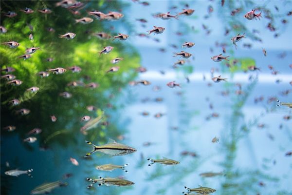 梦到好多鱼 梦到好多鱼