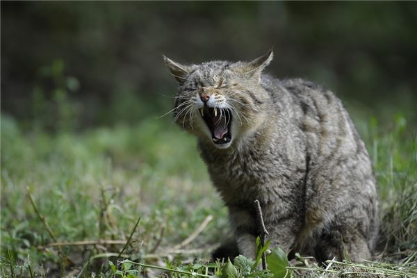 做梦梦到被猫咬 做梦梦到被猫咬