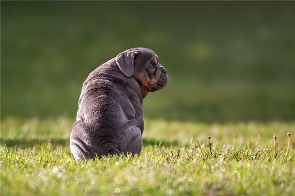梦见让狗咬了 梦见让狗咬了
