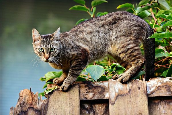 梦见被猫追是什么意思 梦见被猫追《梦见被猫追是什么预兆 女性》 周公解梦