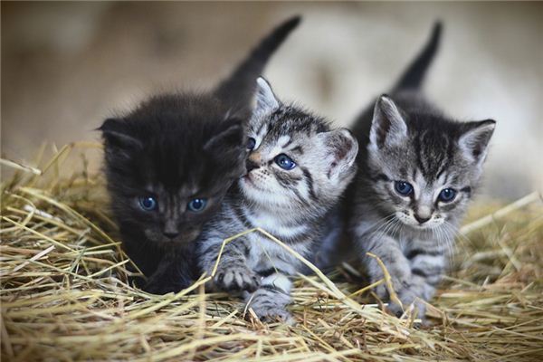 梦见好多猫是什么意思 梦见好多猫《梦见好多猫是什么预兆 女性》 周公解梦