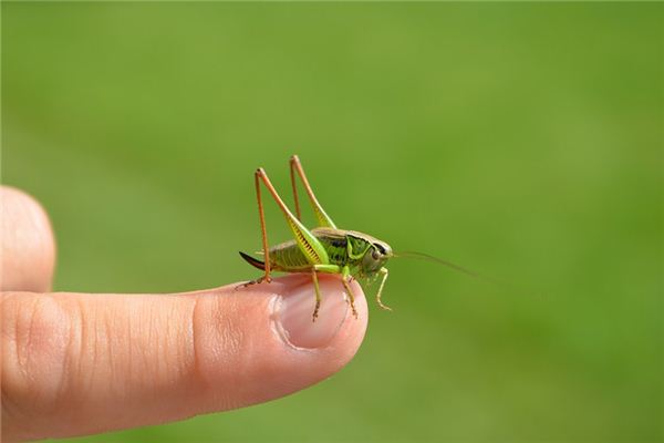 梦见蝗虫是什么意思 梦见蝗虫《梦见蝗虫是什么兆头》 周公解梦