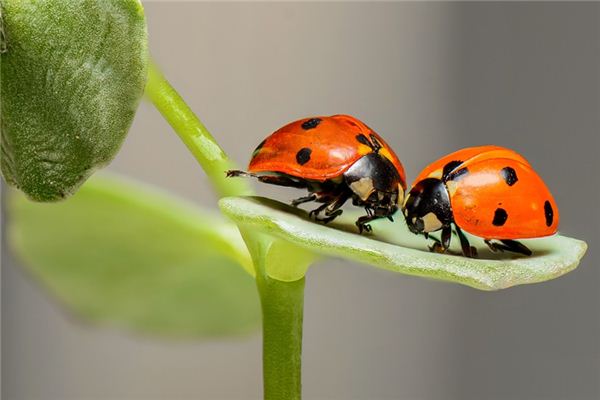 梦见昆虫是什么意思 梦见昆虫《梦见昆虫是什么预兆》 周公解梦