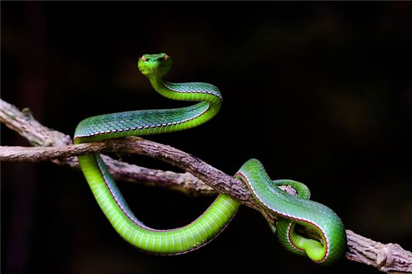 梦见蛇攻击自己是什么意思 梦见蛇攻击自己是什么意思