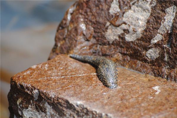 梦见吸血虫是什么意思 梦见吸血虫是什么意思