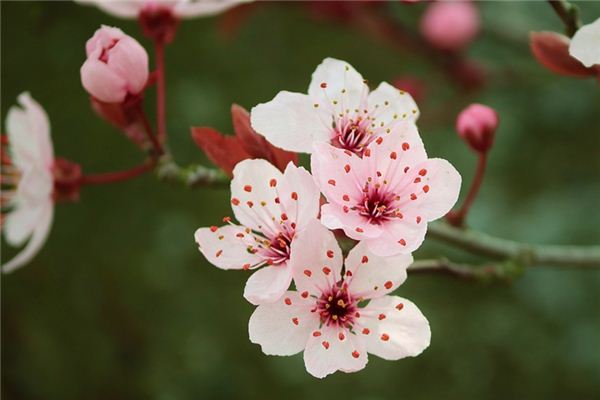 梦见石楠花是什么意思 梦见石楠花《梦见石楠花开花》 周公解梦