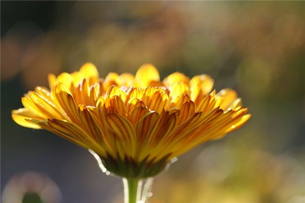 梦见金盏菊是什么意思 梦见金盏菊《梦见金色的菊花》 周公解梦