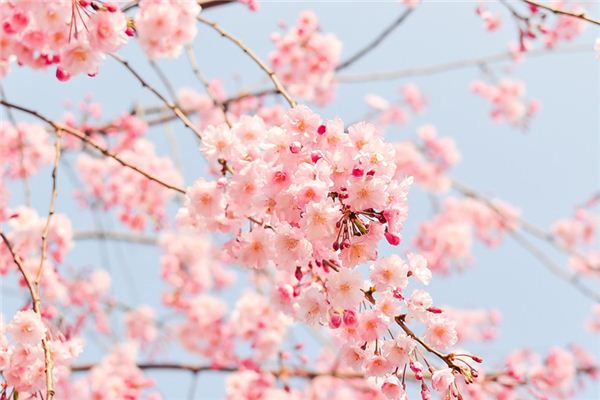 梦见石竹花是什么意思 梦见石竹花《梦见石竹花是什么意思》 周公解梦