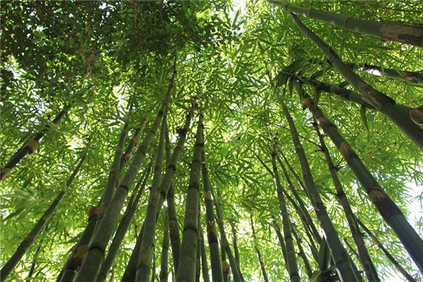 梦见竹林是什么意思 梦见竹林《梦见竹林是什么意思》 周公解梦