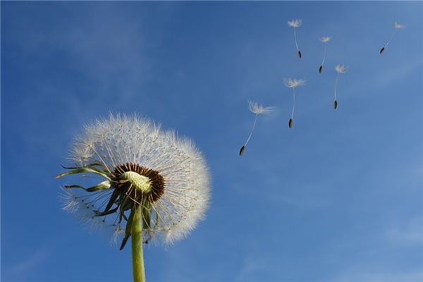 梦见蒲公英是什么预兆