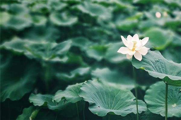 梦见荷叶是什么意思 梦见荷叶《梦见荷叶是什么预兆》 周公解梦