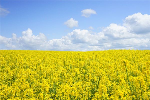 梦见油菜是什么意思 梦见油菜《梦见油菜是什么预兆》 周公解梦