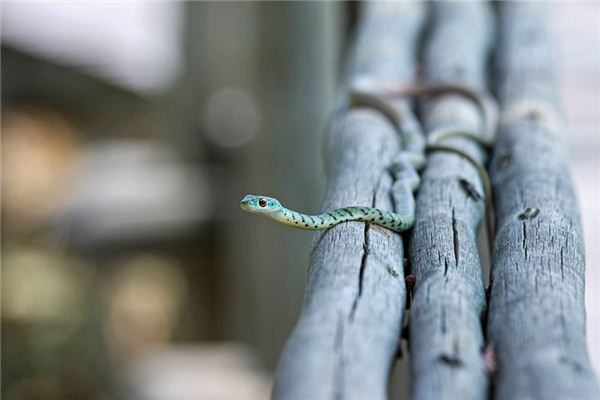 周公解梦梦见蛇 梦见蛇：见蛇当道吉，蛇入床下得重病《梦见蛇入床底是什么意思》 周公解梦