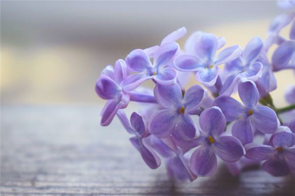 梦见丁香花是什么意思 梦见丁香花《梦见丁香花开是什么预兆》 周公解梦