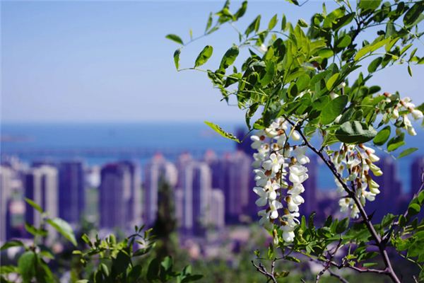 梦见槐花是什么意思 梦见槐花《梦见槐花开满树是什么意思》 周公解梦