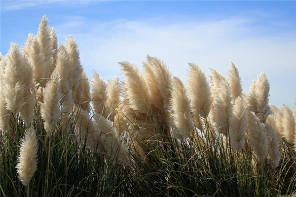 梦见芦苇是什么意思 梦见芦苇《梦见芦苇是什么意思》 周公解梦