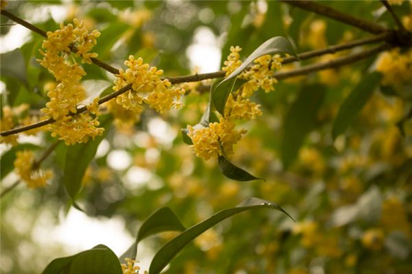 梦见桂花是什么意思 梦见桂花《梦见桂花树开满了花》 周公解梦