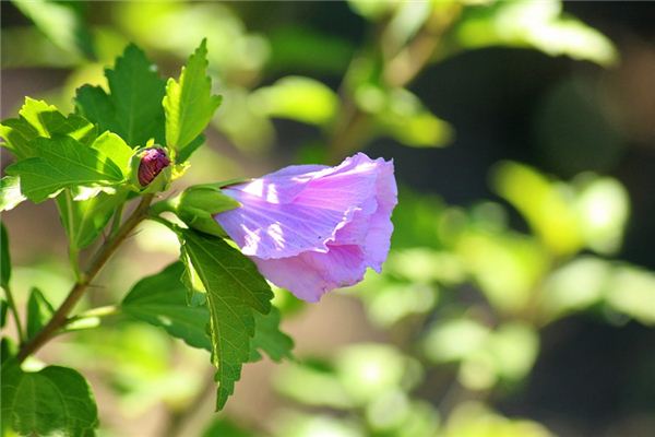 梦见芙蓉是什么意思 梦见芙蓉《梦见芙蓉花开得很漂亮》 周公解梦