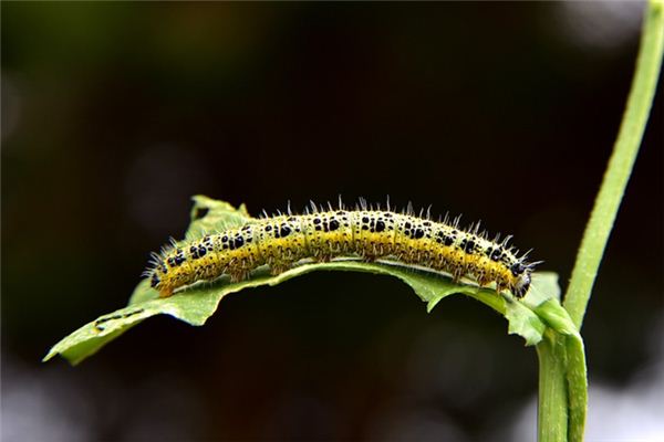 梦见毛毛虫是什么意思 梦见毛毛虫《女人梦到毛毛虫预示着什么》 周公解梦