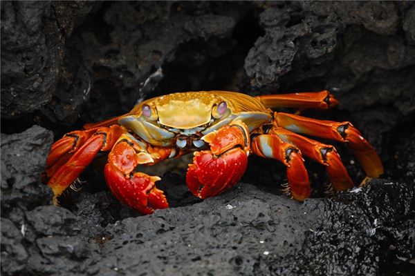 梦见水生物怎么回事