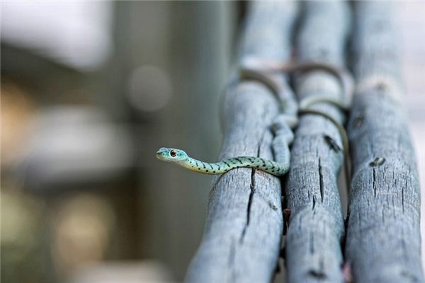 梦见捉蛇是什么意思 梦见捉蛇《梦见捉蛇是什么预兆》 周公解梦