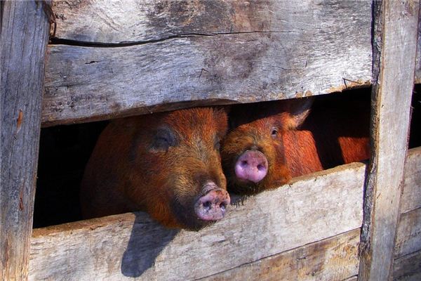 梦见建猪圈是什么意思 梦见建猪圈《梦见建猪圈养猪》 测事业运