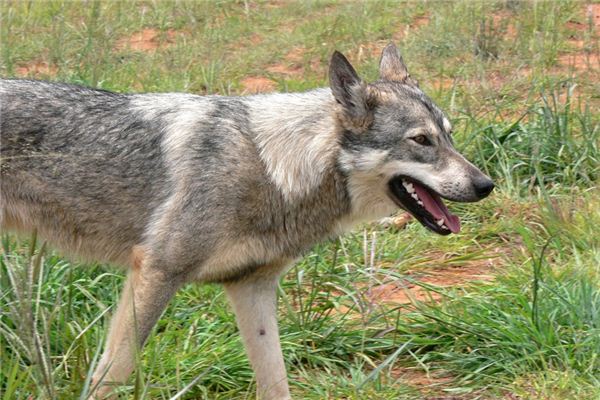 梦见狂犬病是什么意思 梦见狂犬病《梦见狂犬病的狗》 周公解梦