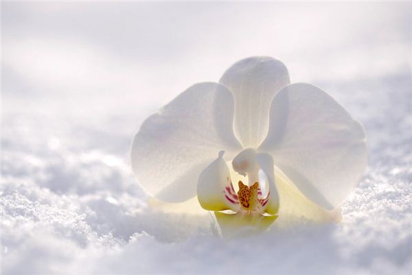 梦见白兰花是什么意思 梦见白兰花《梦见白兰花是什么预兆》 周公解梦