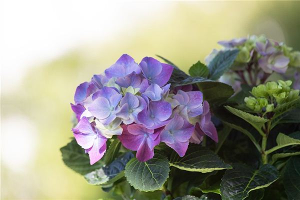 梦见绣球花是什么意思 梦见绣球花《梦见绣球花是什么预兆》 周公解梦
