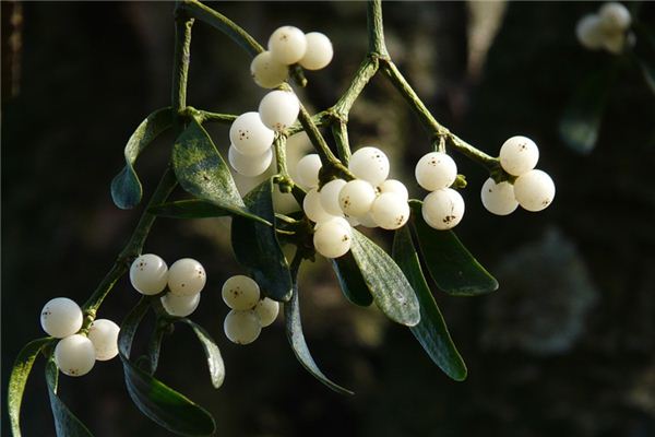 梦见槲寄生是什么意思 梦见槲寄生《梦见寄生植物》 周公解梦