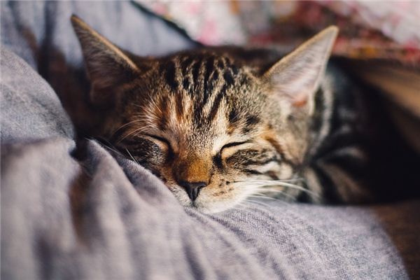 梦见小猫是什么意思 梦见小猫《梦见小猫是什么意思》 周公解梦