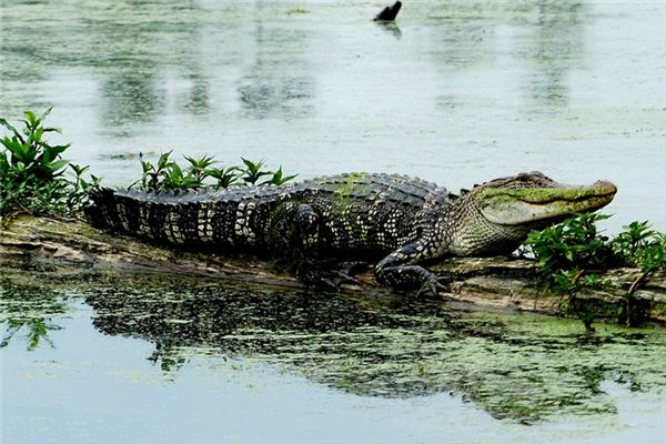 梦见短吻鳄是什么意思 梦见短吻鳄《梦到短吻鳄》 周公解梦