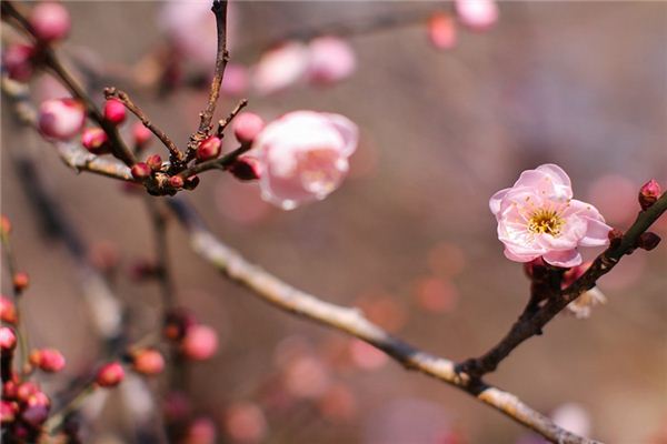 梦见香桃木是什么意思 梦见香桃木《梦见桃木枝》 周公解梦