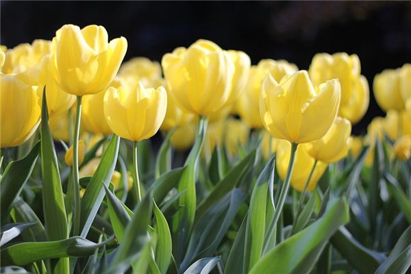 梦见开花是什么意思 梦见开花《梦见开花了预兆什么意思》 周公解梦