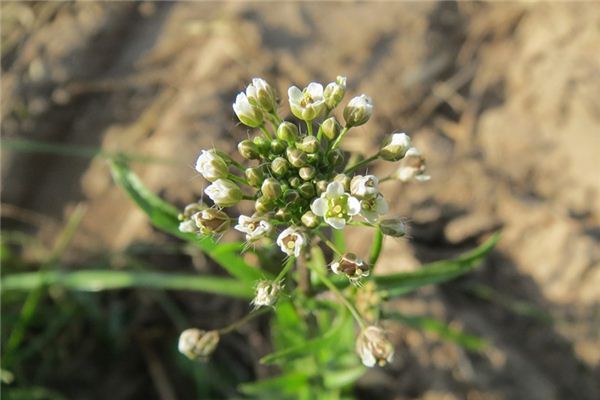 梦见荠菜是什么意思 梦见荠菜《梦见荠菜是什么意思》 周公解梦