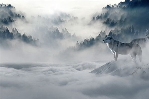 梦见虎狼是什么意思 梦见虎狼《梦见虎狼是什么预兆》 周公解梦