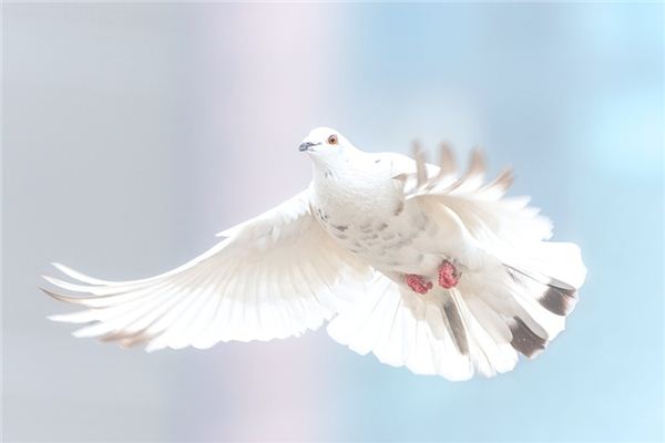 梦见抓鸽子是什么预兆