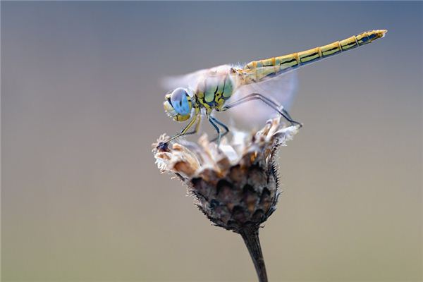 梦见抓蜻蜓是什么意思 梦见抓蜻蜓《梦见抓蜻蜓是什么预兆》 周公解梦