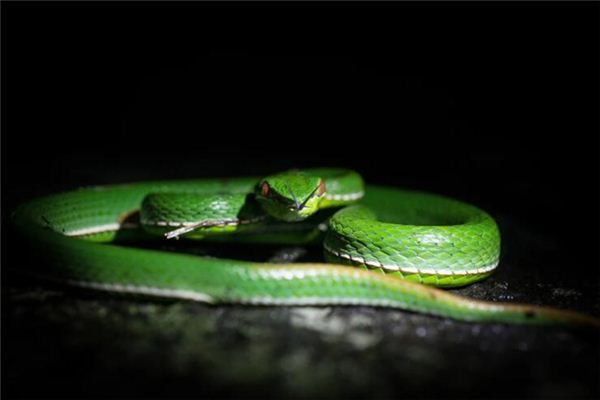 梦见打蛇没打死蛇跑了 梦见打蛇没打死蛇跑了