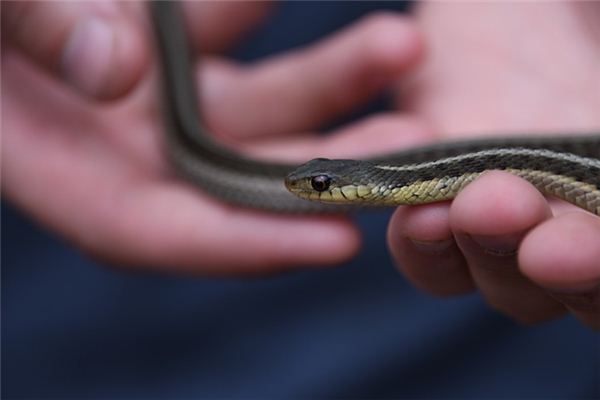 梦见打死蛇是什么预兆