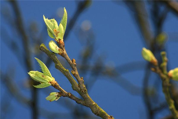 梦见树发芽