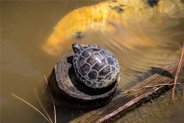 梦见捉乌龟是什么意思 梦见捉乌龟是什么意思