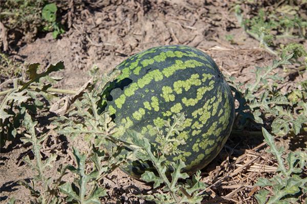 梦见西瓜地是什么意思 梦见西瓜地是什么意思