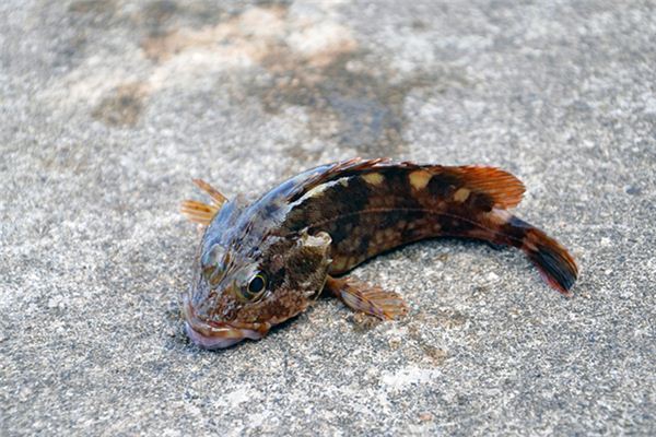 梦见娃娃鱼是什么预兆 梦见娃娃鱼是什么预兆