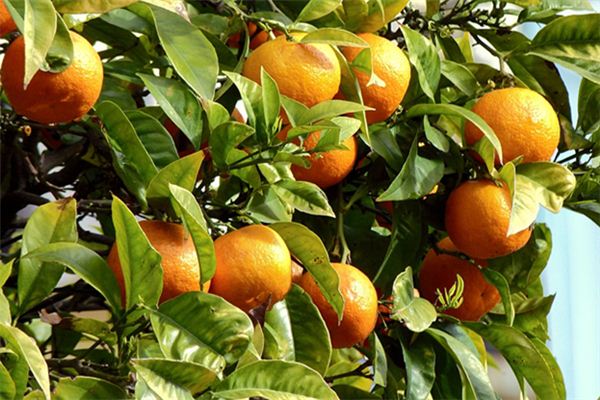 梦见橘子树是什么预兆 梦见橘子树是什么预兆