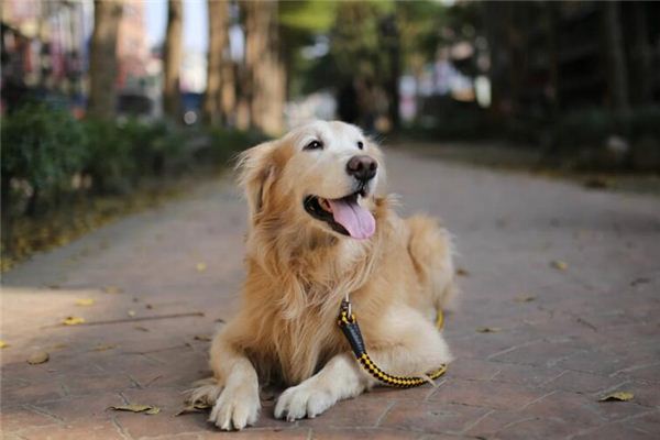 梦见狗拉屎是什么预兆 梦见狗拉屎是什么预兆