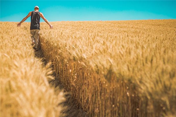 梦见收小麦是什么意思 梦见收小麦是什么意思