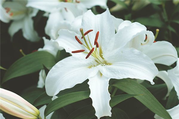 梦见百合花是什么预兆 梦见百合花是什么预兆