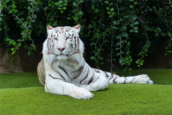 梦见白老虎是什么意思 梦见白老虎是什么意思