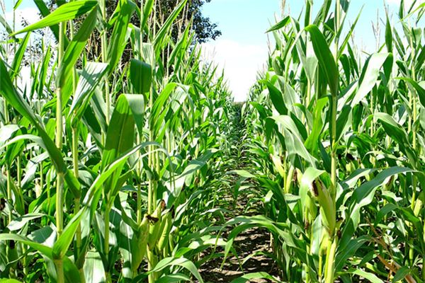 梦见玉米地是什么预兆 梦见玉米地是什么预兆